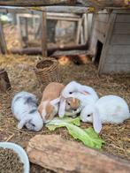 Schattige baby hangoortjes op zoek naar nieuw huisje, Geslacht onbekend, Dwerg, Hangoor, 0 tot 2 jaar