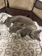 Briste korthaar kittens, Dieren en Toebehoren, Katten en Kittens | Raskatten | Korthaar, Geslacht onbekend, Met stamboom, 0 tot 2 jaar