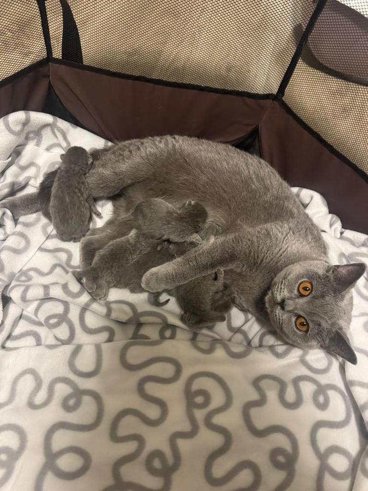 Briste korthaar kittens, Dieren en Toebehoren, Katten en Kittens | Raskatten | Korthaar, Geslacht onbekend, 0 tot 2 jaar, Met stamboom