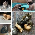 Superleuke en lieve kittens met verschillende kleurtjes, Dieren en Toebehoren, Katten en Kittens | Overige Katten, Meerdere dieren