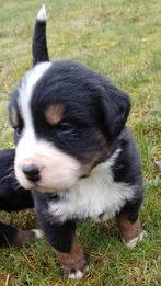 Boulab pups . Berner sennen, Dieren en Toebehoren, CDV (hondenziekte), 8 tot 15 weken, Meerdere, Meerdere dieren