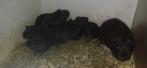 Jonge  cavias  te koop, Dieren en Toebehoren, Knaagdieren, Januari, Meerdere dieren, Cavia