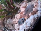Koppel Herichthys carpintis cichliden, Dieren en Toebehoren, Vis