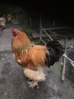 Haan Brahma groot, Dieren en Toebehoren, Mannelijk, Kip
