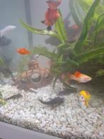 Platy visjes, Dieren en Toebehoren, Vissen | Aquariumvissen, Vis