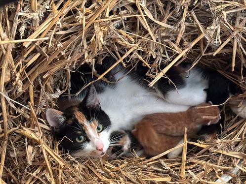 4 kittens GERESERVEERD!!, Dieren en Toebehoren, Katten en Kittens | Overige Katten, Kortharig, Geslacht onbekend, 0 tot 2 jaar