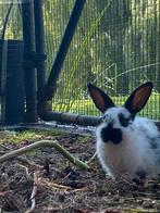 Konijnen, Dieren en Toebehoren, Meerdere dieren, Dwerg, 0 tot 2 jaar