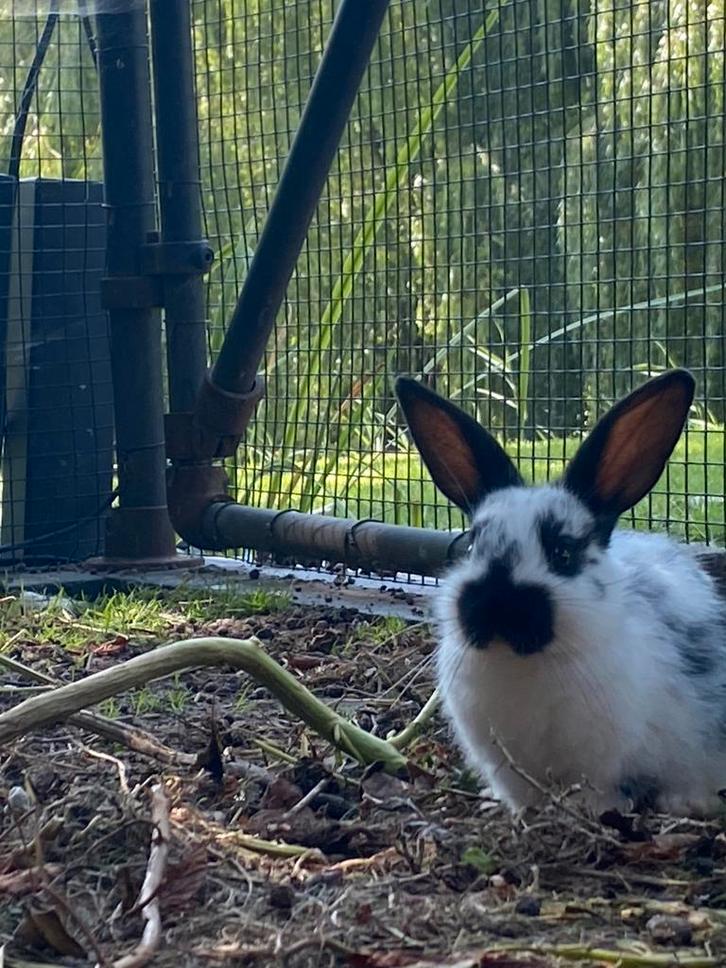 Konijnen, Dieren en Toebehoren, Konijnen, Dwerg, Meerdere dieren, 0 tot 2 jaar