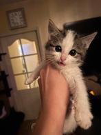 LAATSTE x brits korthaar kitten kunnen al mee, Dieren en Toebehoren, Katten en Kittens | Overige Katten