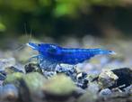 Blue Neocaridina Shrimp - Aquarium, Fish, Colourful, Pets, Ophalen of Verzenden, Nieuw, Overige typen