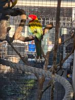 Mooie goudmantel  rosella, Dieren en Toebehoren