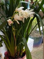 Cymbidium orchideeën orchidee kamerplant plant planten, Ophalen, Overige soorten, Halfschaduw, Minder dan 100 cm