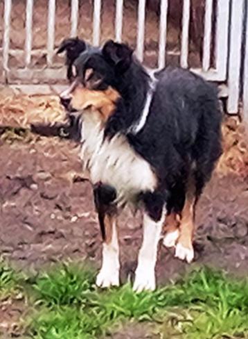 border collies zoeken knusse haard