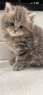 British longhair, Dieren en Toebehoren, Poes