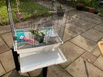 Vogelkooi met enkele accesoires, Ophalen, Zo goed als nieuw, Metaal, Vogelkooi
