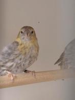 0-2 Europese sijs bruin, Dieren en Toebehoren, Vogels | Overige Vogels, Vrouwelijk, Wildzangvogel, Geringd