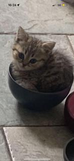 Britse korthaar kittens (laatste 2), Dieren en Toebehoren, Meerdere dieren, Ontwormd, 0 tot 2 jaar