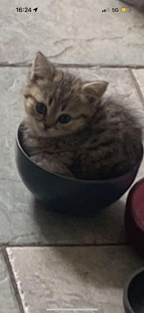 Britse korthaar kittens (laatste 2), Dieren en Toebehoren, Katten en Kittens | Raskatten | Korthaar, Meerdere dieren, 0 tot 2 jaar