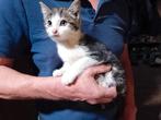Boerderij kitten, Poes, 0 tot 2 jaar