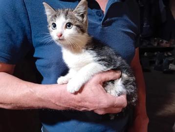 Boerderij kitten beschikbaar voor biedingen