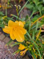 Volop daglelie stekken van de Stella d'Oro, Tuin en Terras, Planten | Tuinplanten, Ophalen of Verzenden, Zomer, Volle zon