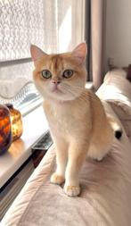 Britse korthaar Golden Shaded kitten, zeldzaam!, Dieren en Toebehoren, Katten en Kittens | Raskatten | Korthaar, Poes, Gechipt
