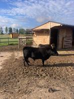Dahomey-stier te koop, Dieren en Toebehoren, Mannelijk, 0 tot 2 jaar