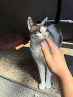 Jarela, Venus, x siam, 2 jaar van de straat gered, Dieren en Toebehoren, Katten en Kittens | Overige Katten, Poes, Kortharig, 0 tot 2 jaar