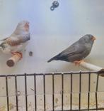 Te koop koppel man Bleekrug bruin split charcoal xpop charco, Dieren en Toebehoren, Vogels | Overige Vogels