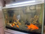 Superfish home 60 met 6 goudvissen compleet, Ophalen