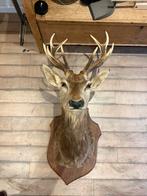 Hertenkop, Ophalen, Zo goed als nieuw, Beeldje of Figuurtje