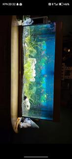 Juwel aquarium, Dieren en Toebehoren, Vissen | Aquaria en Toebehoren, Ophalen of Verzenden, Zo goed als nieuw, Gevuld zoetwateraquarium