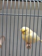 Te koop glosters, Dieren en Toebehoren, Meerdere dieren, Postuurkanarie