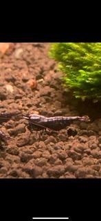 Metallic OE garnalen! TOP genetica! Garnaal, Dieren en Toebehoren, Kreeft, Krab of Garnaal, Zoetwatervis