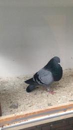 Granadino / veleno, Vrouwelijk, Kropper