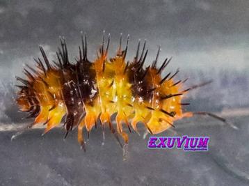 Laureola sp. Durian Spiky isopods / pissebedden beschikbaar voor biedingen
