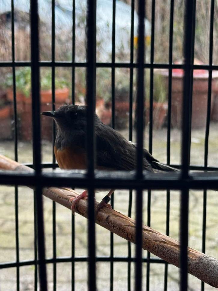 Te koop: Schamalijster pop – klaar voor het broedseizoen, Dieren en Toebehoren, Vogels | Overige Vogels, Vrouwelijk, Geringd