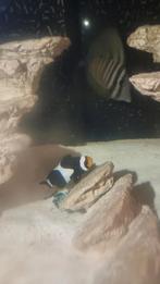 Zwarte clownsvis & doktersvis, Dieren en Toebehoren, Vis