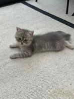 Volle Brits korthaar kittens  €550, Dieren en Toebehoren, Katten en Kittens | Raskatten | Korthaar, Poes, Ontwormd, 0 tot 2 jaar