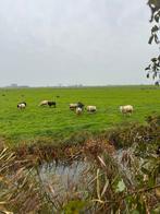 Weiders, Dieren en Toebehoren, Schapen, Geiten en Varkens, Vrouwelijk, Schaap