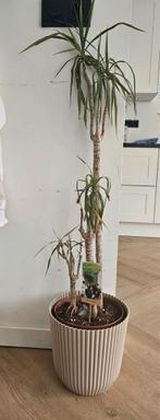 Dracaena, Ophalen, Halfschaduw, Minder dan 100 cm