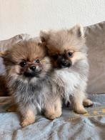 Prachtige bearface Pomeriaan reutjes te koop, Dieren en Toebehoren, Honden | Poolhonden, Keeshonden en Oertypen, Particulier, 15 weken tot 1 jaar