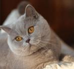 Gezocht Britse Korthaar katertje, Dieren en Toebehoren, Katten en Kittens | Raskatten | Korthaar, Kater