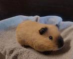2 California beertjes, Dieren en Toebehoren, Knaagdieren, Cavia, Augustus, Mannelijk, Tam