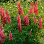 Lupinus The Pages | Rode Lupine | Chemievrij | P9, Overige soorten, Volle zon, Vaste plant, Ophalen of Verzenden