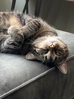 Liefdevol thuis gezocht voor poes, Dieren en Toebehoren, Katten en Kittens | Overige Katten, Poes