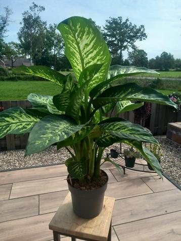 Dieffenbachia VERKOCHT  beschikbaar voor biedingen