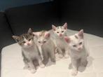 Kittens, Dieren en Toebehoren