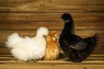Zijdehoender krielen | Vriendelijke kippen | Passend advies!, Dieren en Toebehoren, Pluimvee, Meerdere dieren, Kip