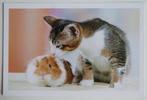 Kat met knaagdier cavia, Verzamelen, Ansichtkaarten | Dieren, Ophalen of Verzenden, 1980 tot heden, Ongelopen, Hond of Kat